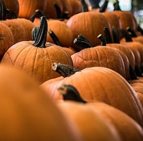 colours-of-nature-pumpkin