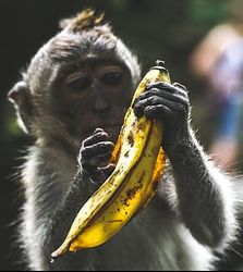 fruits-good-for-eczema-banana